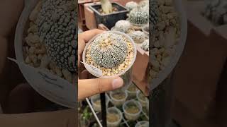 Micorrizas en acción impresionante astrophytum shorts [upl. by Ynaffital897]