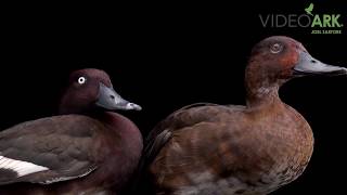 Pair of critically endangered IUCN and federally endangered Madagascar pochards Aythya innotata [upl. by Oiramaj]