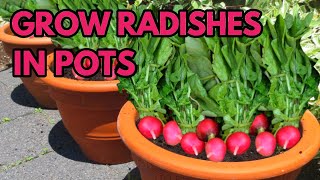 How to Grow Radishes in Pots  THE SIMPLE AND EASY WAY [upl. by Sorac]