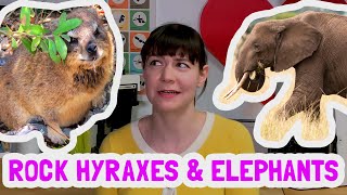 How is a rock hyrax related to an elephant [upl. by Durkee]