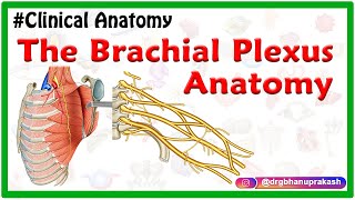 The Brachial Plexus Anatomy USMLE Roots Trunks Divisions Cords Branches Clinical anatomy [upl. by Hercules]