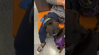 Service dog alerts to HR servicedog servicedogteam [upl. by Goeselt]