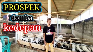 prospek‼️domba kedepan [upl. by Assiar]