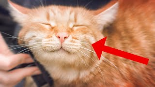 14 Subtle Ways Cats Show They Love You 3 Is Surprising [upl. by Nilrac]