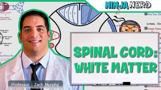 Neurology  Spinal Cord White Matter Structure amp Function [upl. by Ezitram]