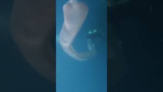 Huge Pyrosoma Atlanticum diving in the Canary Islands shorts [upl. by Biron933]