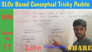 Lec 12 Homeostatic organs in human Skin liver kidney and lungs class 10th biology in pashto [upl. by Nahshu]