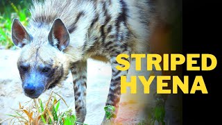 Interesting facts about Striped hyena  Striped hyena  Hyenas  Animal kingdom [upl. by Pickering]