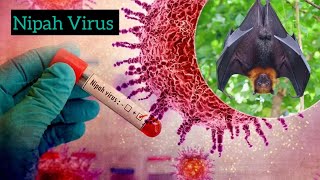 virus Nipah virus 🦠  causes symptoms treatment protection 🦇 [upl. by Edurtreg]