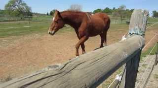 Horse greeting [upl. by Mik]