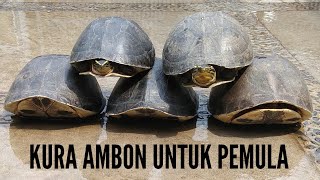 KURA AMBON CUORA AMBOINENSIS [upl. by Delos]