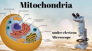 Mitochondria  compound microscope structureElectron microscope structureFSC [upl. by Paulie]