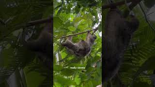 Why are sloths so slow Let me explain [upl. by Longan]