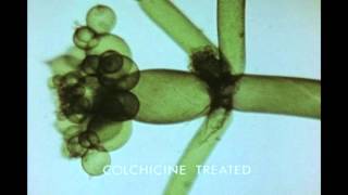 11 Growth and Morphogenesis of a Plant Cell Nitella axillaris [upl. by Woodson707]