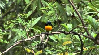 Nepal Yellowbacked Sunbird in Bhutan [upl. by Ganley828]