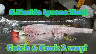 South Florida Iguana Hunt  Catch and Cook 2 way [upl. by Kreg439]