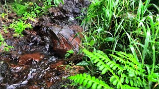 Morning Forest Sounds Beautiful Bubbling Water Stream Sound Calming Sound of Nature ASMR [upl. by Stranger]