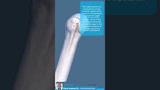 Visual Anatomy 3D  Facts about the Humerus bone [upl. by Atilrahc]