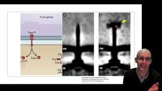 What are virulence factors of Bacteria [upl. by Garnes452]