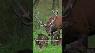 Why moose buck sheds its antlers Deer Horns shorts mrahery shedantlers deer [upl. by Harrak681]