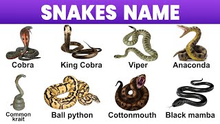 Snake names in english with pictures snakes vocabulary [upl. by Yreffej25]