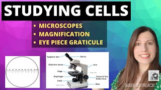 How to study cells  Microscopes magnification and calibrating the eyepiece graticule [upl. by Llerrahs]