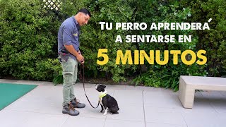 Tu perro aprenderá a sentarse en 5 minutos [upl. by Annawd214]