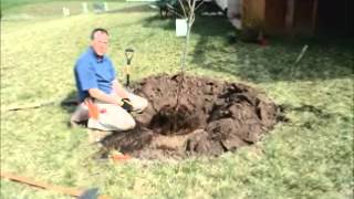 Trade Secrets from the Tree Doctor  How to Plant a Tree to Grow Twice as Fast [upl. by Anaahs]