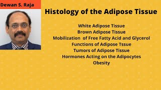 Histology of the Adipose Tissue Fatty Tissue [upl. by Gottuard]