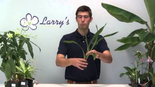 How to Grow Zygopetalum Orchids [upl. by Yrocej]