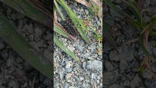 Glow Worm larva at Carlton Marshes Suffolk [upl. by Arvad]