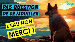 Comment apprendre à mon chien 🐶 à aller se baigner 🌊  chien educationcanine respectdogs [upl. by Billmyre]