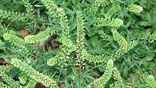 Lepidium virginicum como fertilizante [upl. by Itnaihc]