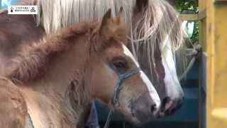 Concours du cheval breton à la Martyre le samedi 13 juin 2015 [upl. by Dorweiler700]