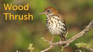 Wood Thrush Forest Flutist [upl. by Kentiggerma]