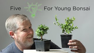 Bonsaify  Five Ideas for Improving Young Bonsai Trees [upl. by Morette]