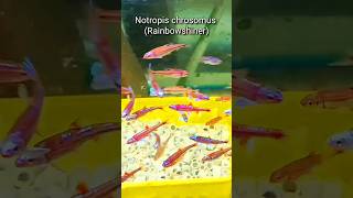 Notropis chrosomus Coldwaterfish shorts [upl. by Notlit]