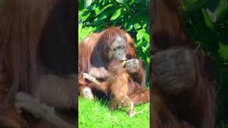 Adorable Baby Orangutan Takes First Steps On Grass [upl. by Eanaj]