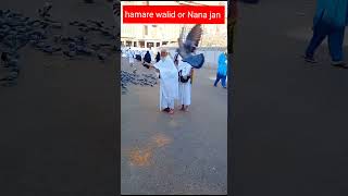 makka Shareef ke kabootar shortsviral viral shortvideo allah youtubeshorts [upl. by Ymassej869]