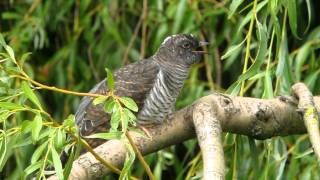 Juvenile cuckoo being fed by reed warblers  WWT Slimbridge [upl. by Tiemroth]