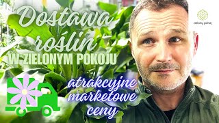 Roślinny zawrót głowy w Zielonym Pokoju Atrakcyjne ceny między innymi Filodendrony [upl. by Esydnac]