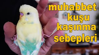 Muhabbet Kuşu Kaşınma Sebepleri [upl. by Nylecaj]