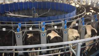 40 unit Dairymaster rotary parlour in operation in Co Kildare [upl. by Oppen]