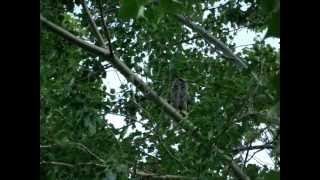 Great Horned Owl Calls amp Feeds Baby [upl. by Llerreg]