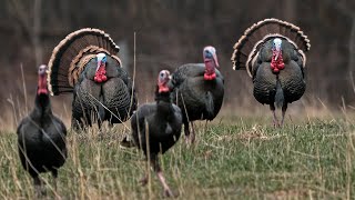 Over 1 HOUR Of The Best Merriam Hunts  Turkey Hunting Out West  Spring Thunder [upl. by Daniele]