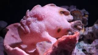 Ocellated Frogfish [upl. by Feinstein711]