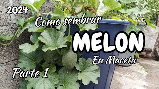 Como sembrar melon en maceta PARTE 1 2024 🍈🍈 [upl. by Enajharas]