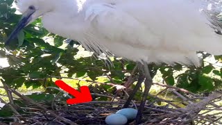 Ep3 Bird Little egret in the nest to provide heat for its eggs 1st nest [upl. by Jacintha211]