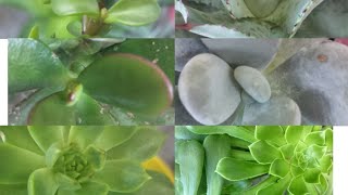 succulent plant caresucculent propagation from leaf with update part 2 [upl. by Nale]