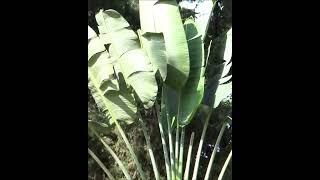 Travellers Palm Ravenala madagascariensis [upl. by Aivilys978]